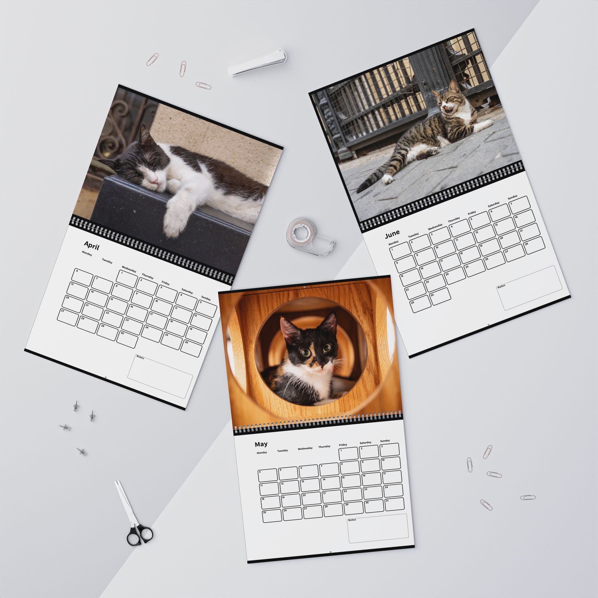 Street Cat Wall Calendar 2026 Istanbul Cats Theme