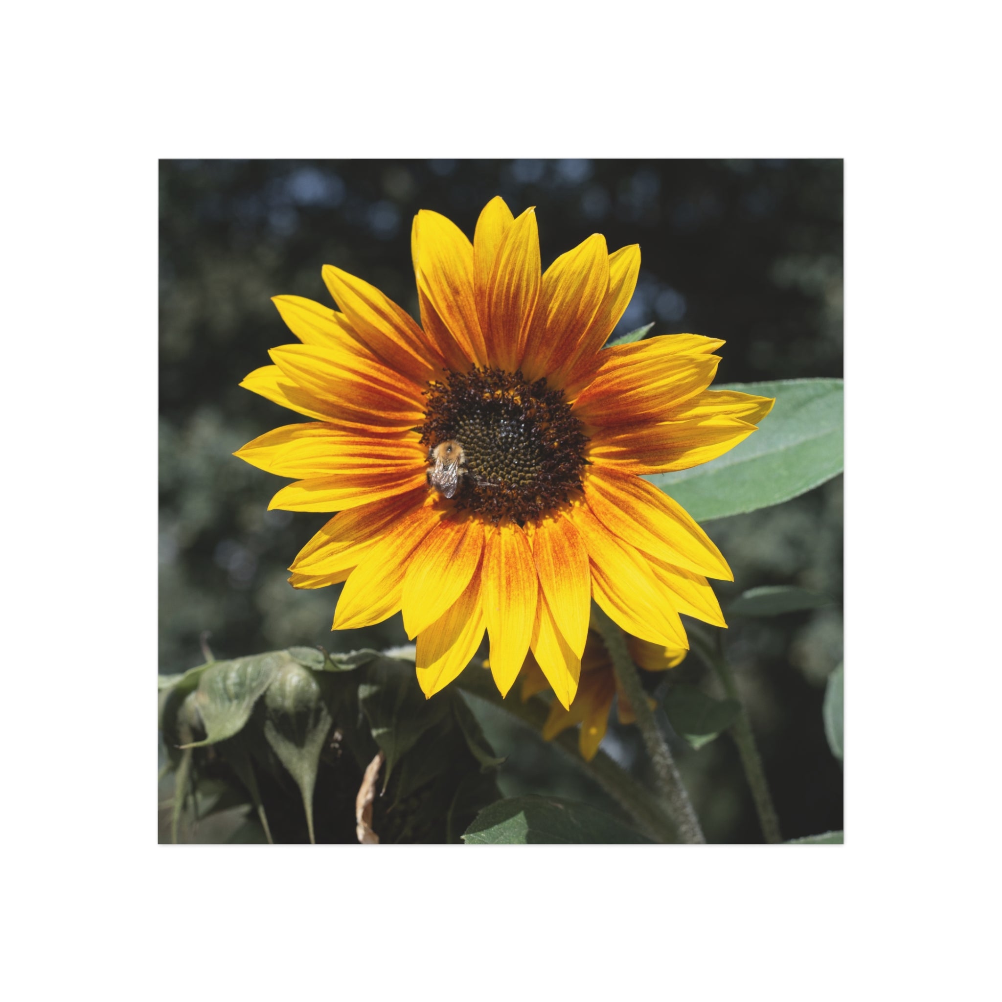 Sunflower Square Magnet — Bright Floral Refrigerator Decor